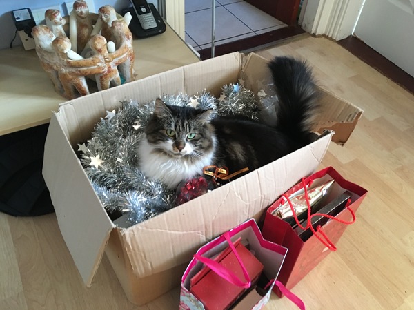 Cats and Christmas trees