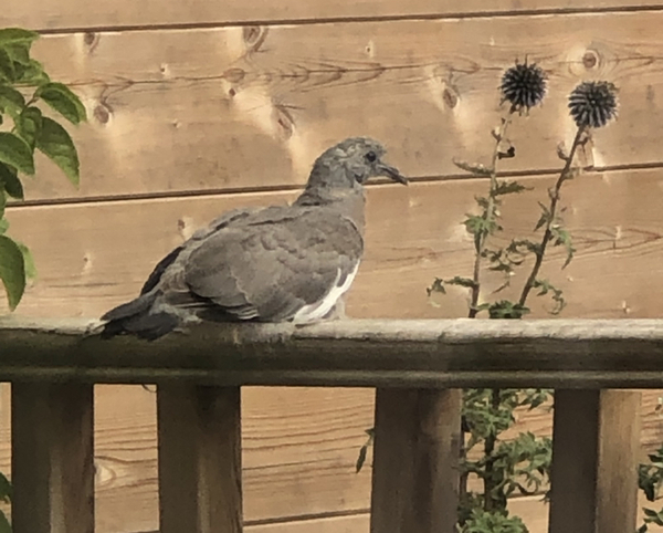 Is it mad to be mates with a pigeon?
