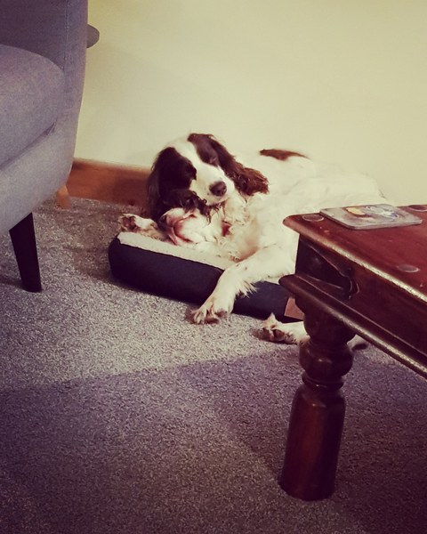 Pillow theft