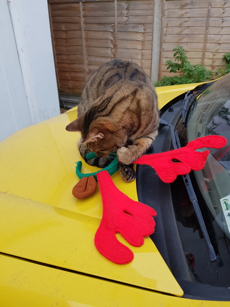 Thug cat part 3.  Unbidden guests are often welcomest when they are gone.