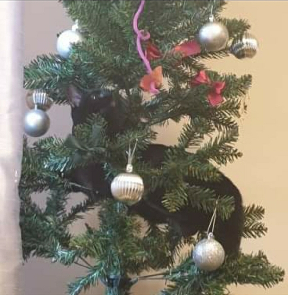 Cats and Christmas trees