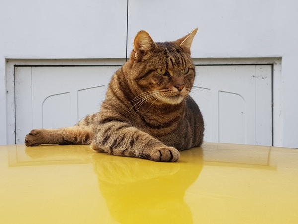 Thug cat part 3.  Unbidden guests are often welcomest when they are gone.