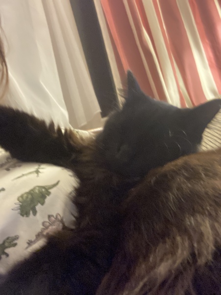 Captain V, Paws, catnip or dreamies?