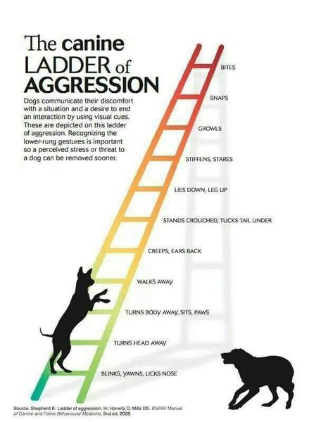 I now have a growly dog... HELP!!!!