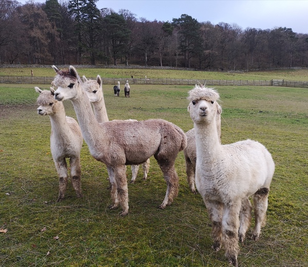 Pre-Christmas Low Carb Bootcamp - our 8th week!