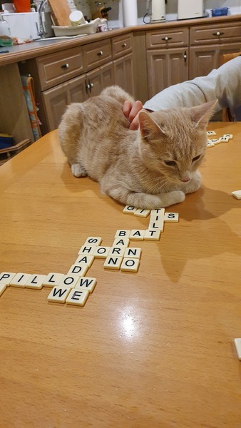 Can I just tell you about my rescue cat who is coming this weekend?