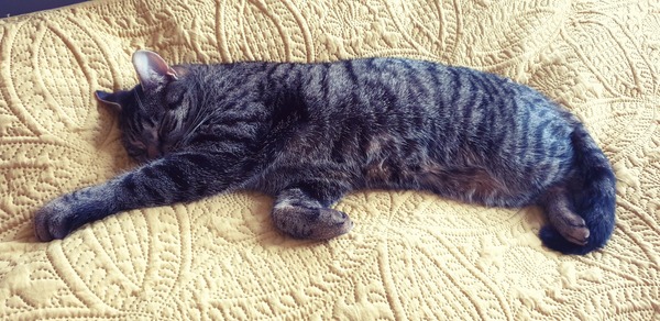 Show me your kitties