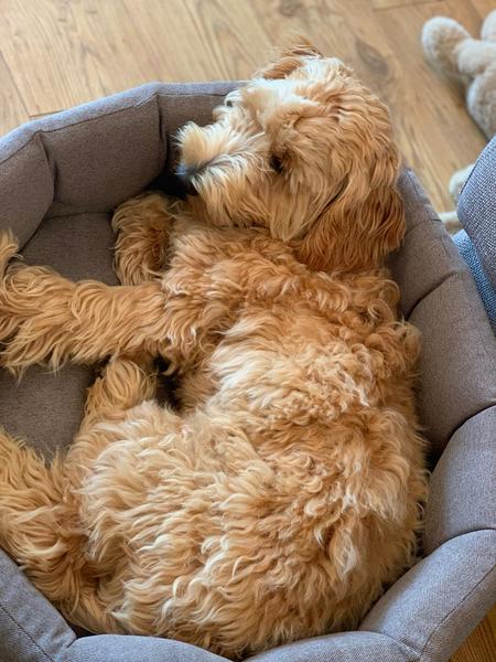 Why did you chose the breed of dog you did?