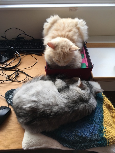 Want to get a new boy kitten - will 3yo male cat cope??