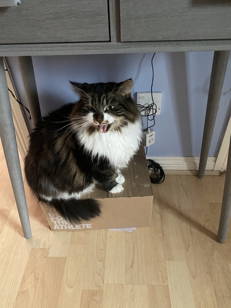 Can I just tell you about my rescue cat who is coming this weekend?