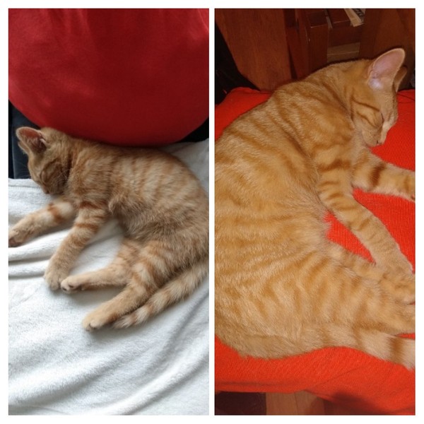 Captain V, Paws, catnip or dreamies?
