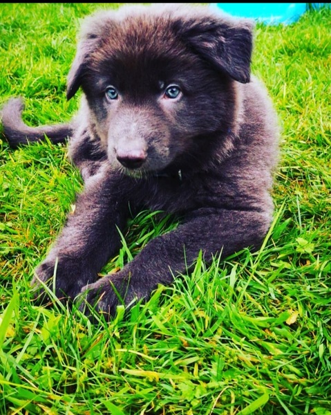 Puppy survival thread October/November!
