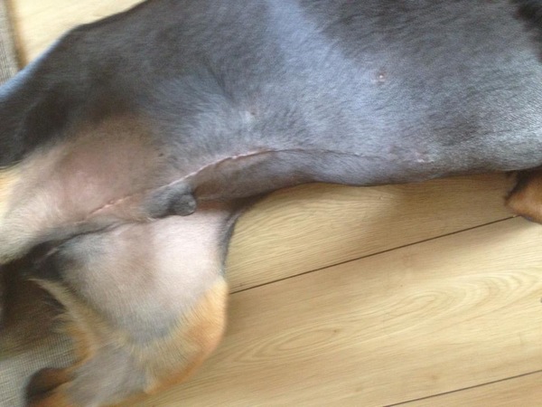 Lumpy scar after spay