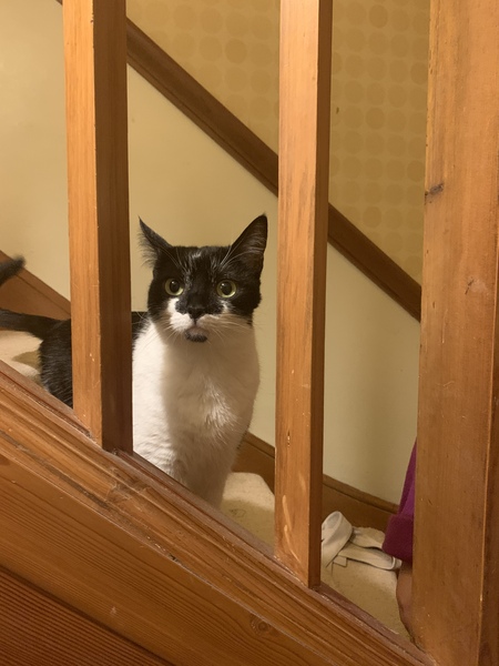 New foster is nocturnal