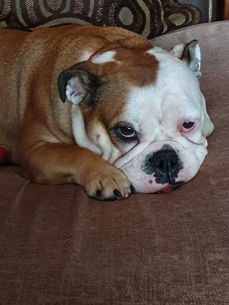 To ask you all your favourite dog breeds?