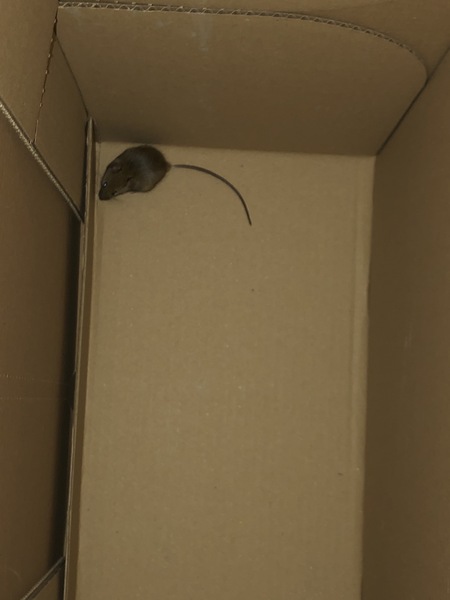 To burn my house down.
