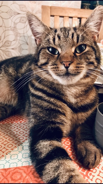 Tell me the pros and cons to having a cat- or any tips.