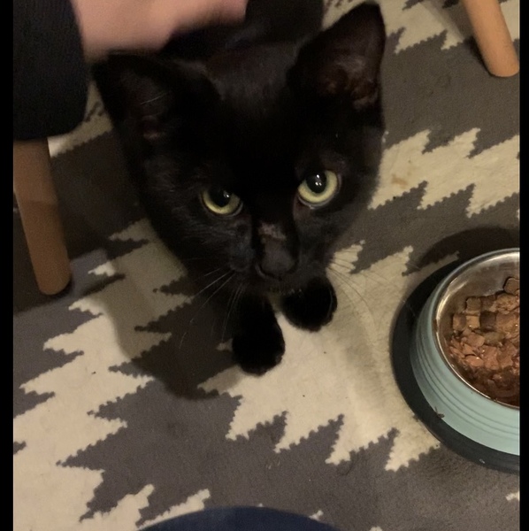 Domesticating a Stray/feral cat