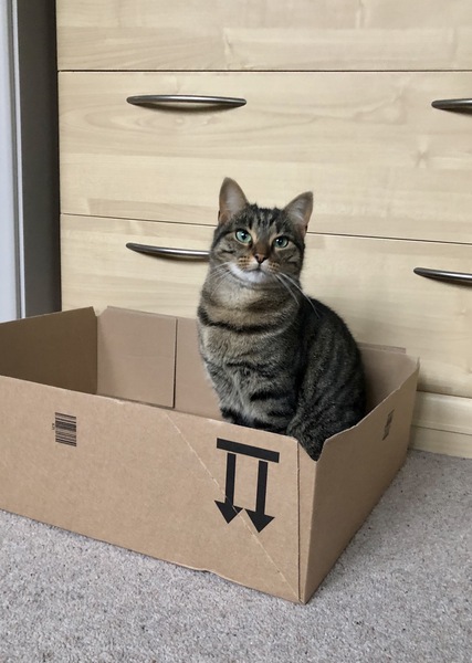 Show me your kitties