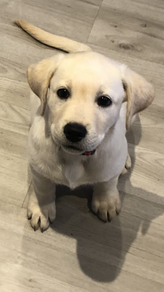 Puppy survival thread October/November!