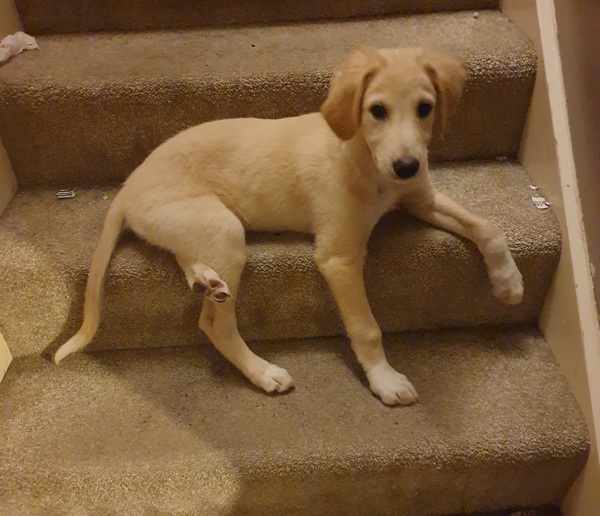 Puppy whining