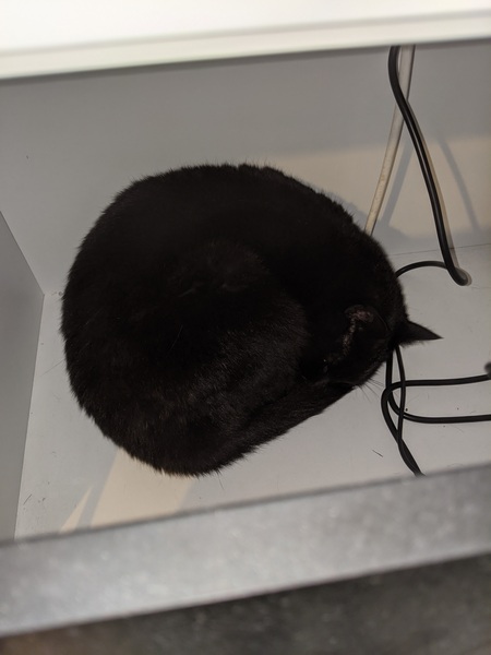 What's your DCat up to today? (Thread 8)