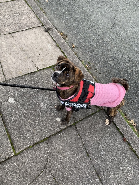 Can anybody guess my pups breed?