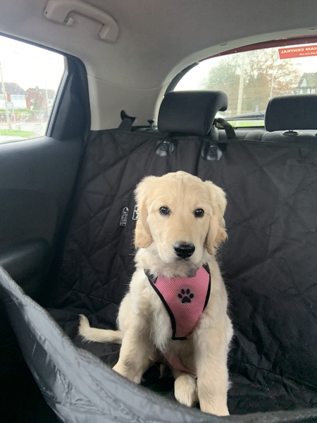 Puppy survival thread October/November!