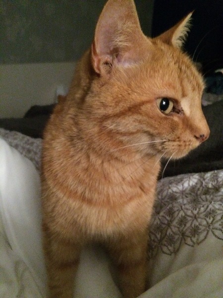 My 10 year old cat died unexpectedly this morning.