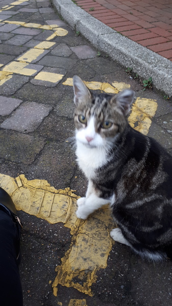 Do I get this cat or not?