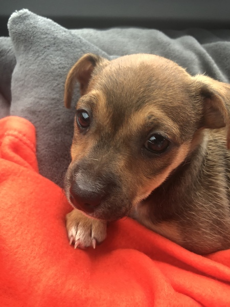 Puppy survival thread October/November!