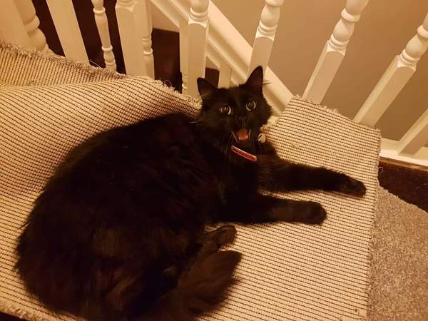 My 6 year old cat has died suddenly this evening