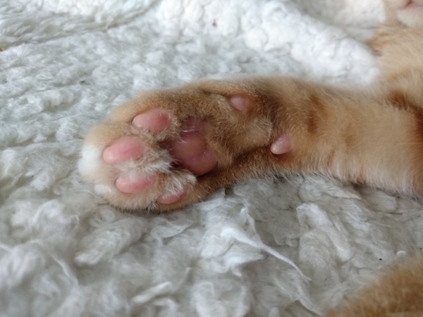 Late night toe-bean chat