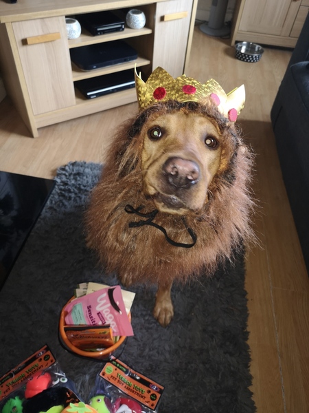 My dog is the best dog