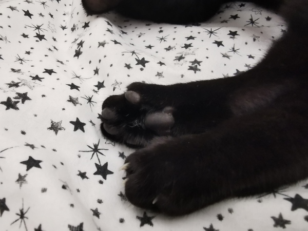 Late night toe-bean chat