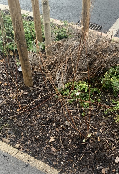 Neighbour trimmed my bush