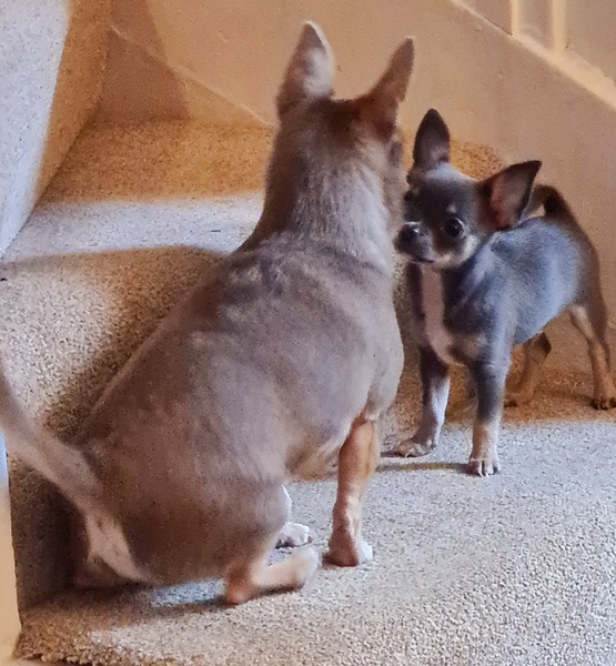How do I stop DDog hating puppy?!