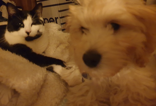 I think I’ve made a mistake getting a puppy