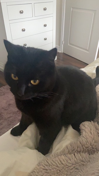 Can I just tell you about my rescue cat who is coming this weekend?