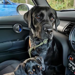 Have I got the most boisterous labrador alive?