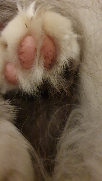 Late night toe-bean chat