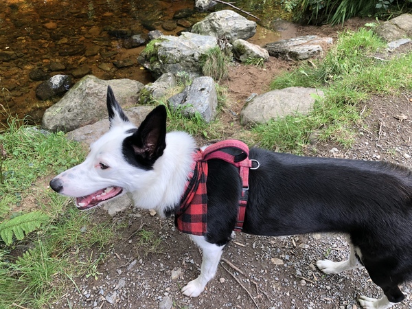 To ask you all your favourite dog breeds?