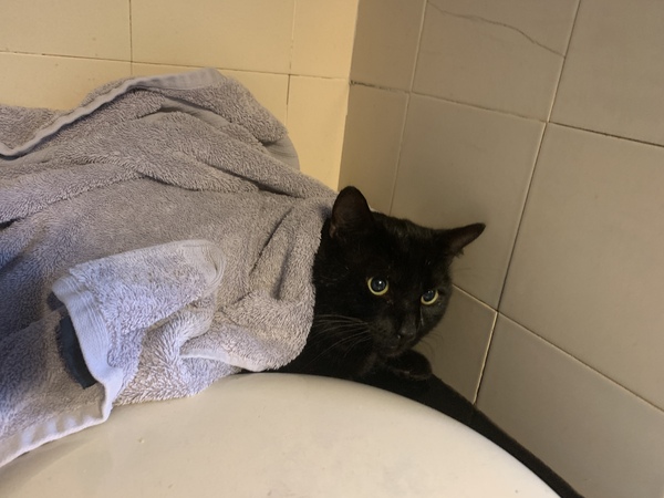 I’ve acquired an ill cat