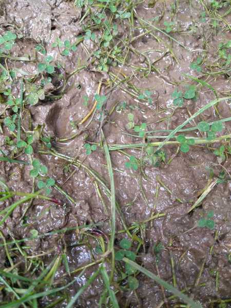 Clay soil/additional solutions (pic attached)