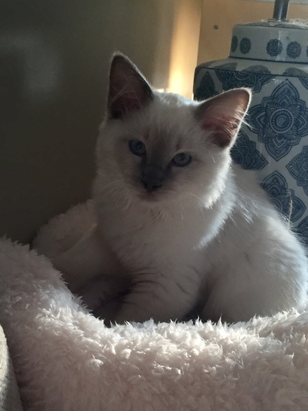 Farty Kitten! Ragdoll (with pics) Food opinions please?