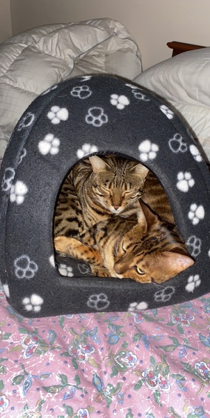 Pros and cons of getting our kitten its sister