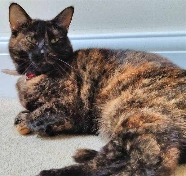 The cat in the lap