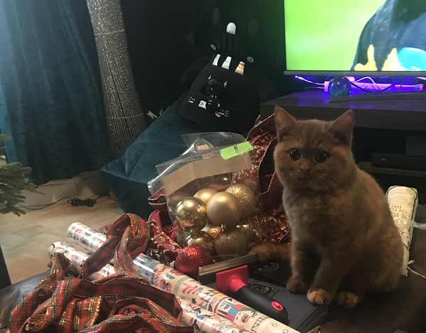 What's your DCat up to today? (Thread 8)