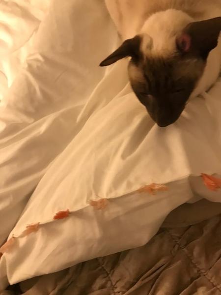 Cat with wound on ear not healing as being scratched
