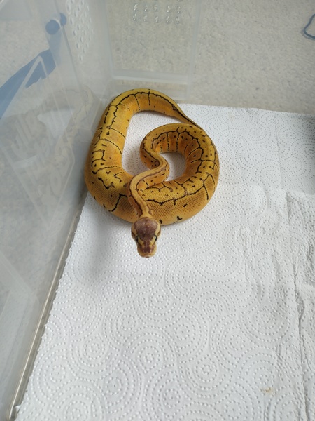 Snakes: have you ever seen one in the wild, in the UK or anywhere else ?